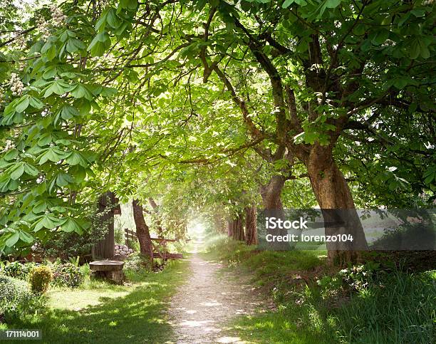 Fuß Unter Den Kastanienbäumen In Den Frühling Stockfoto und mehr Bilder von Kastanie - Laubbaum - Kastanie - Laubbaum, Prachtstraße, Gartenanlage