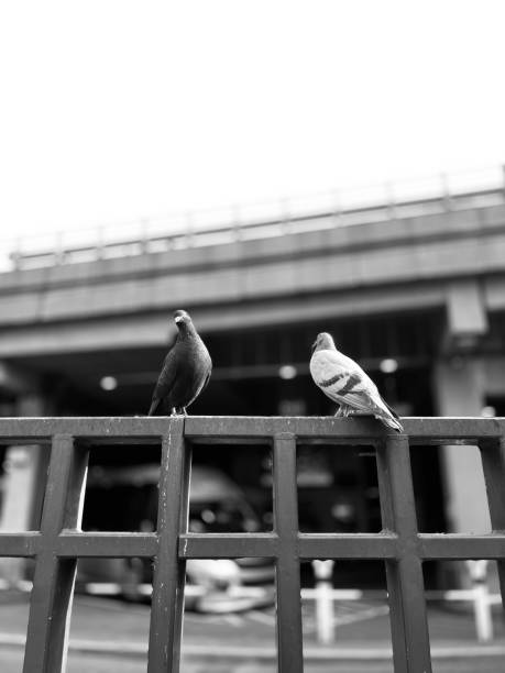 istock Pigeons on Fence 1711140012