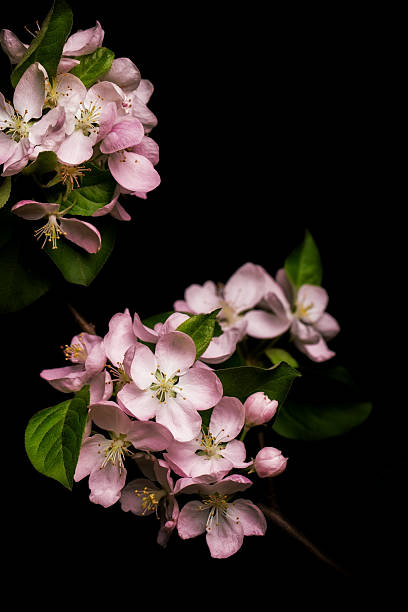 사과나무 꽃송이 흰색 바탕에 검정색 바탕 - single flower flower spring apple tree 뉴스 사진 이미지