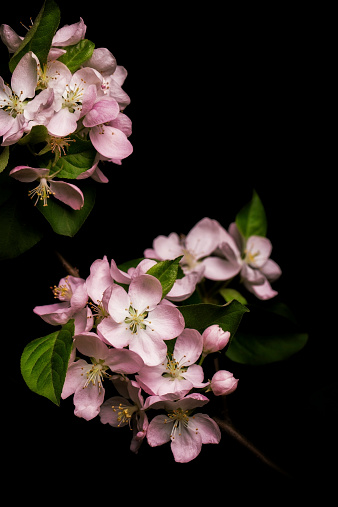 Apple blossom isolated on black background