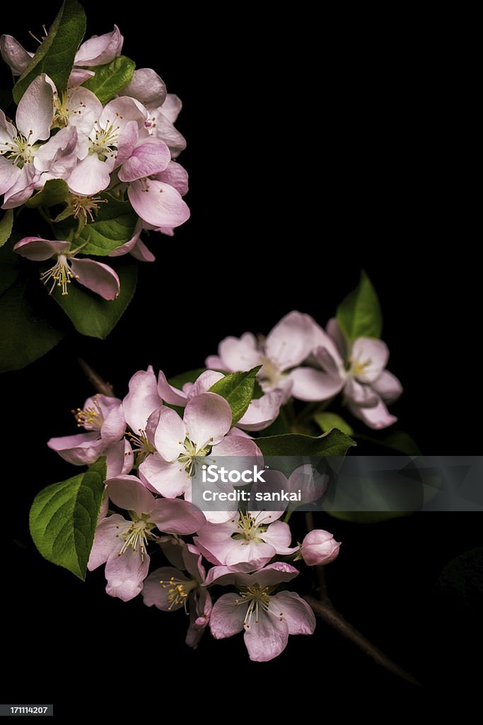 Flor de maçã isolado em fundo preto - Royalty-free Flor Foto de stock