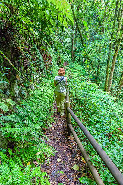 gehweg in los tilos reservieren, la palma - bioreserve vertical spain europe stock-fotos und bilder