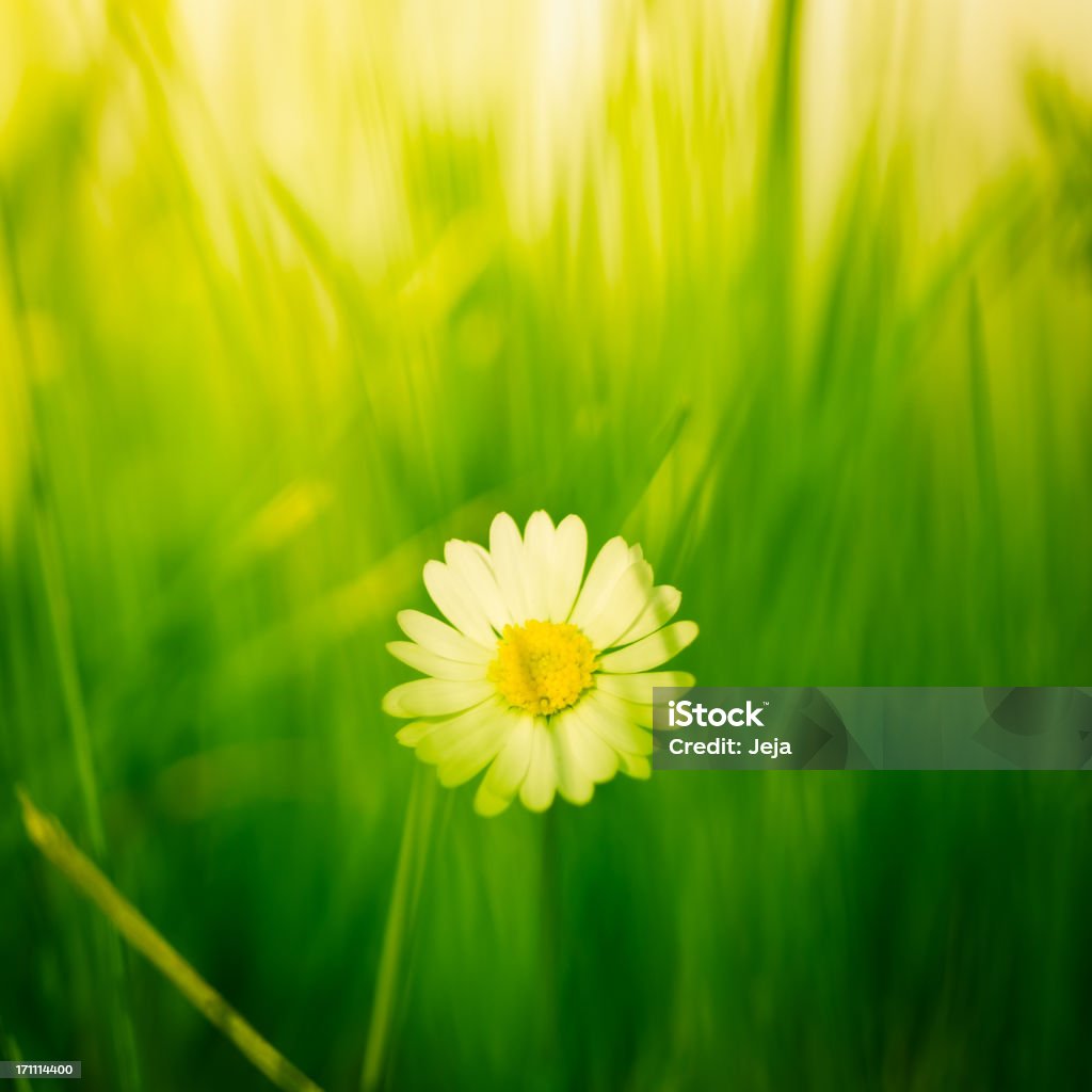 Gänseblümchen im Feld - Lizenzfrei Baumblüte Stock-Foto