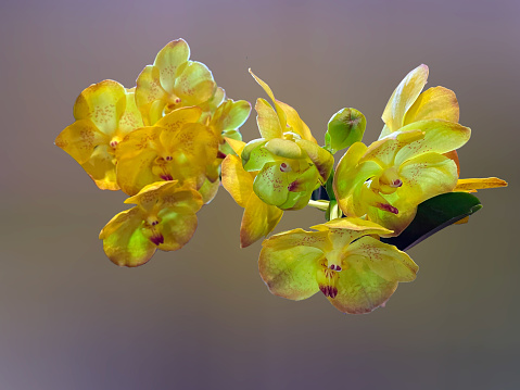 Yellow Vanda orchid with isolated background.