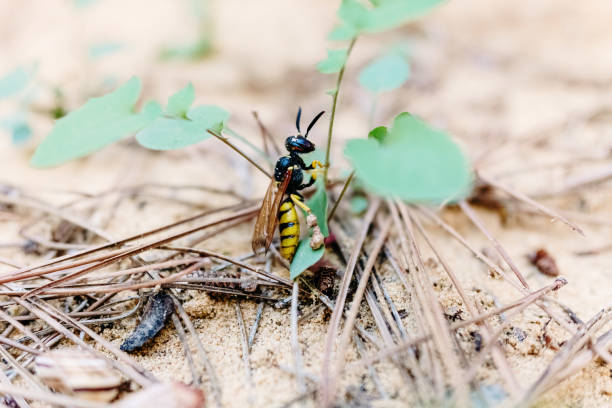 istock Macro of a wasp walking on a sand. 1711145545