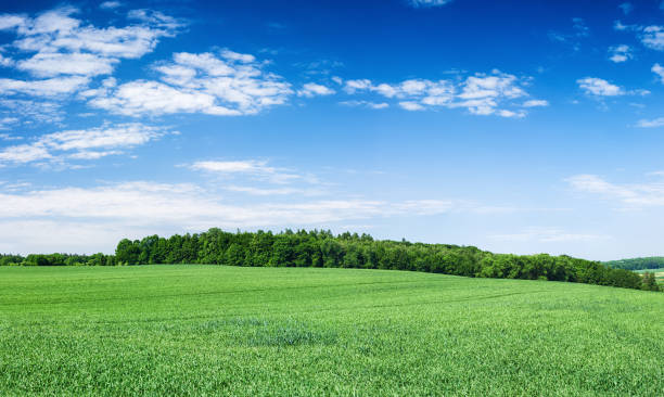 istock Panoramic spring landscape XXXXL 54MPix - green field, blue sky 171114601
