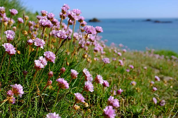 istock Summer pink Thift of Jersey. 171114664