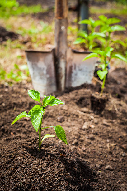 Focus on seedlings.