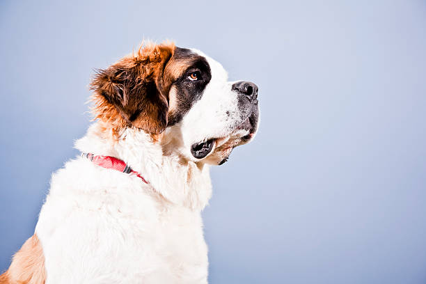 Saint Bernard Dog stock photo