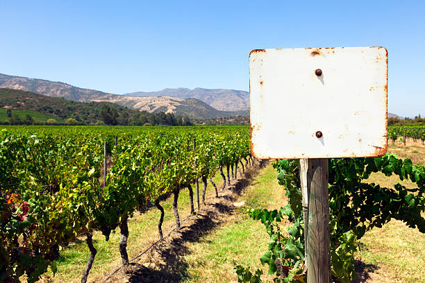 istock Grapes on the Vine in Vineyard and Blank Sign 171114710