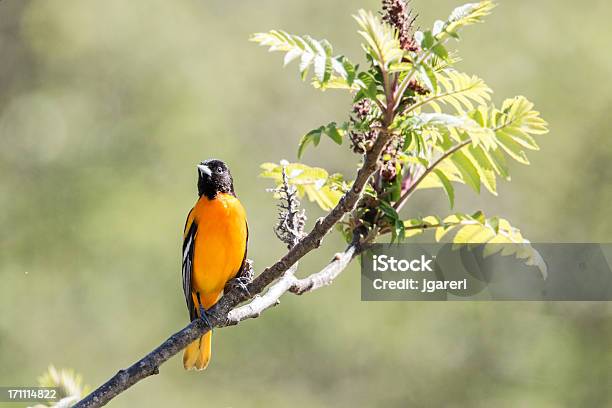 Baltimore Oriole Ubicada En Una Rama Foto de stock y más banco de imágenes de Animal - Animal, Animal macho, Cacique veranero