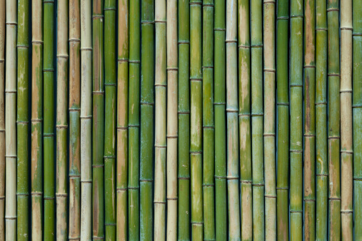 Textura de bambú photo