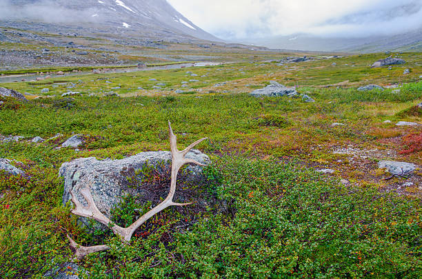 istock Reindeer antler in Lapland 171114985