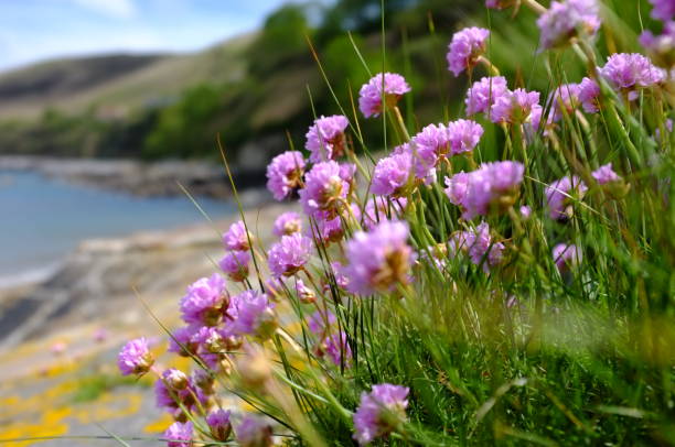istock Summer Pink Thift of Jersey. 171115002