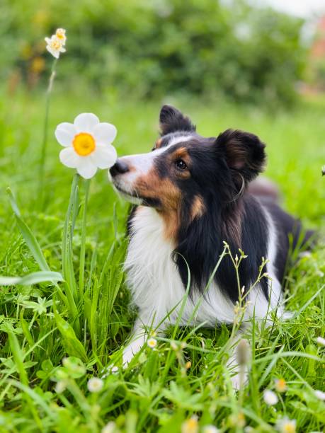 Sheltie Sheep Dog Smells the Flower. Krakow