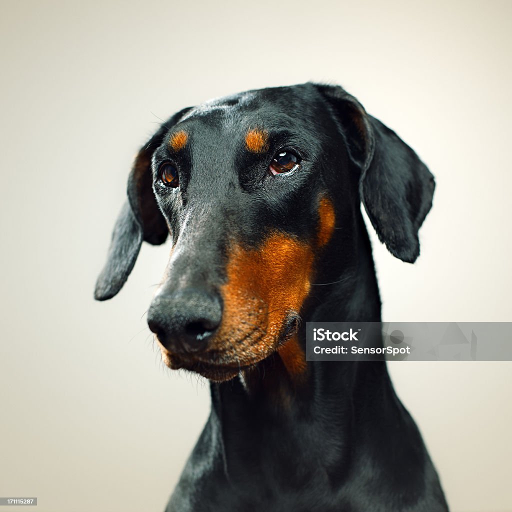 Dobermann - Foto de stock de Animal de estimação royalty-free