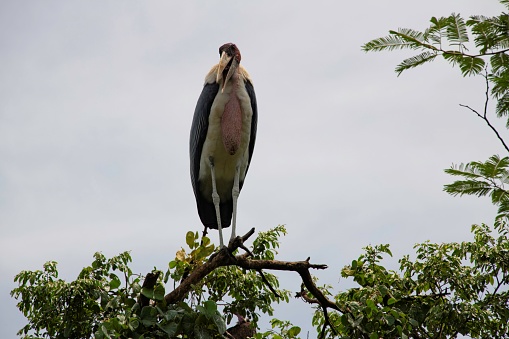 one Marabou standing on top of a tree in close up