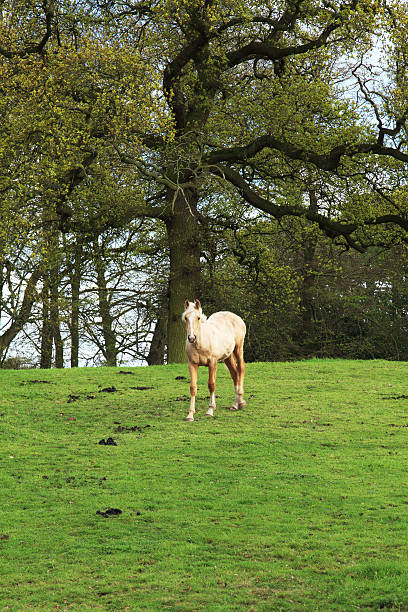 istock Horse in a field 171115439