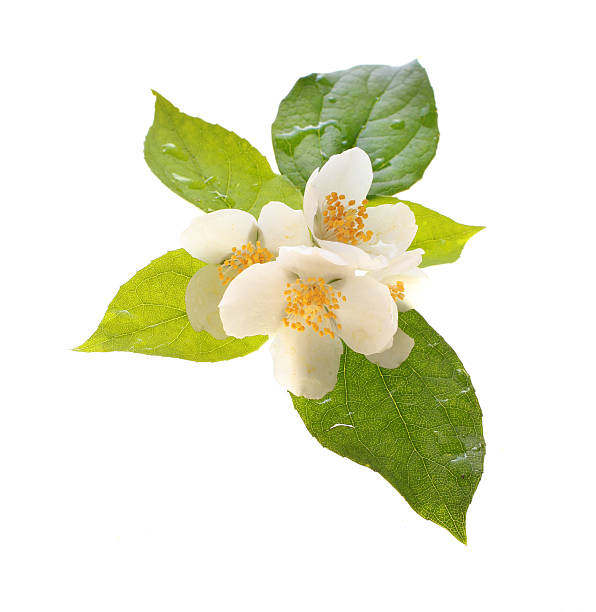 Fresh jasmine flowers with dewdrops
