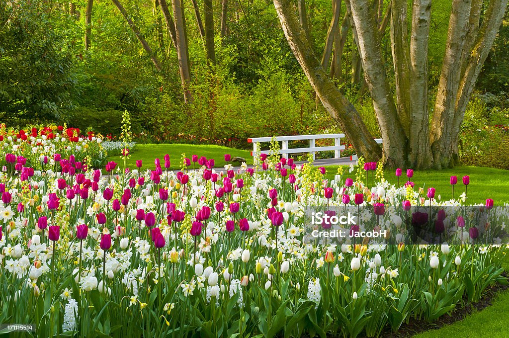 Flores de primavera en el parque - Foto de stock de Campo - Tierra cultivada libre de derechos