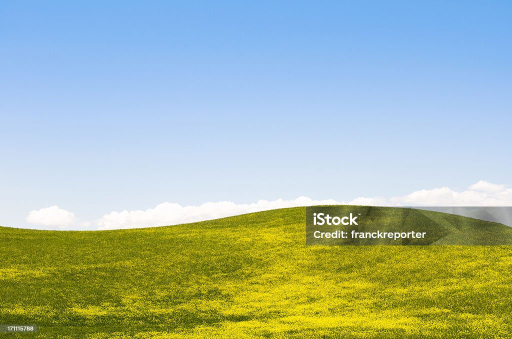 Blé en Toscane, paysage avec fleur de colza - Photo de Blé libre de droits