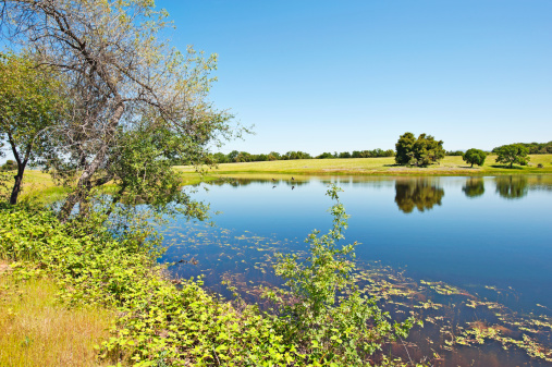 This tranquil scene shows two geese flying over this beautiful country pond.