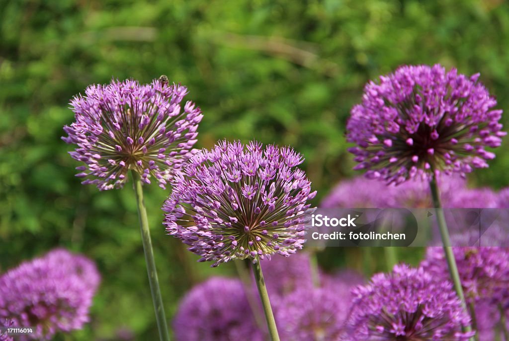 allium Blumen Lila - Lizenzfrei Blume Stock-Foto