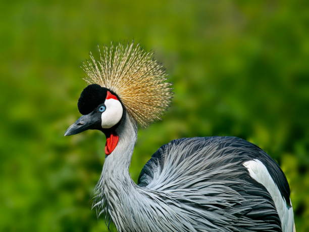 istock Grey crowned crane, Golden crown crane (Balearica regulorum) 1711161108