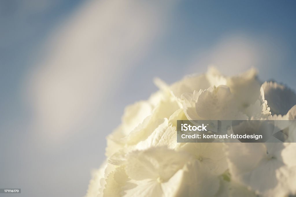 Hortensia blanco - Foto de stock de Azul libre de derechos