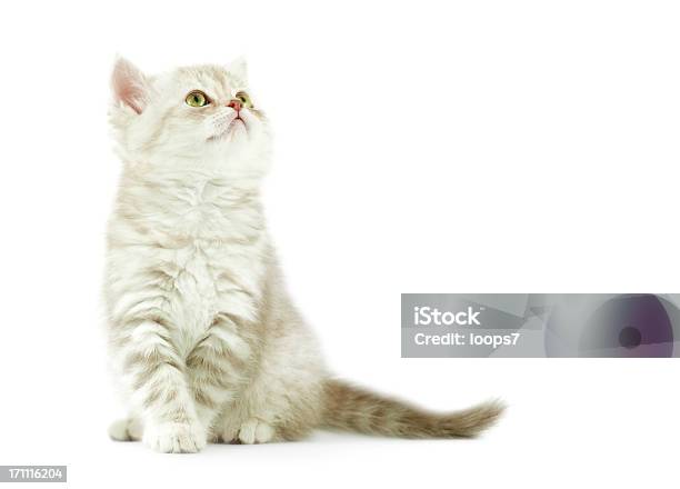 Gato De Bebé - Fotografias de stock e mais imagens de Gato domesticado - Gato domesticado, Branco, Gato não domesticado