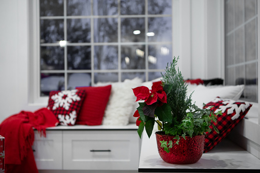 Christmas home decoration with poinsettia flowers  in foreground and tree lights in background