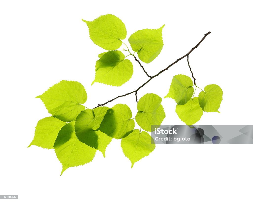 Zielone liście - Zbiór zdjęć royalty-free (Lipa - Drzewo liściaste)
