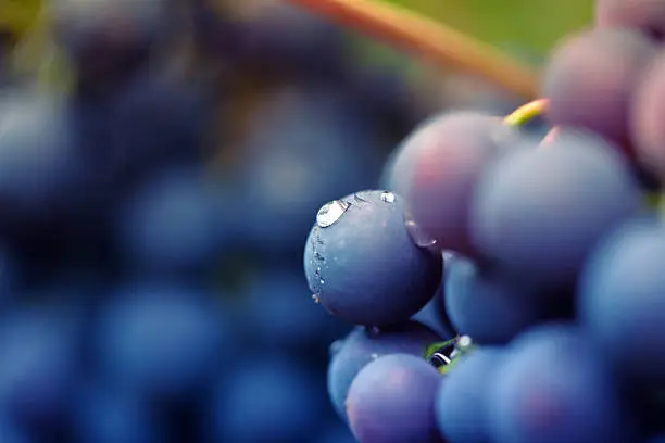 close-up of red grapes on a vineyard, selective focus in the center