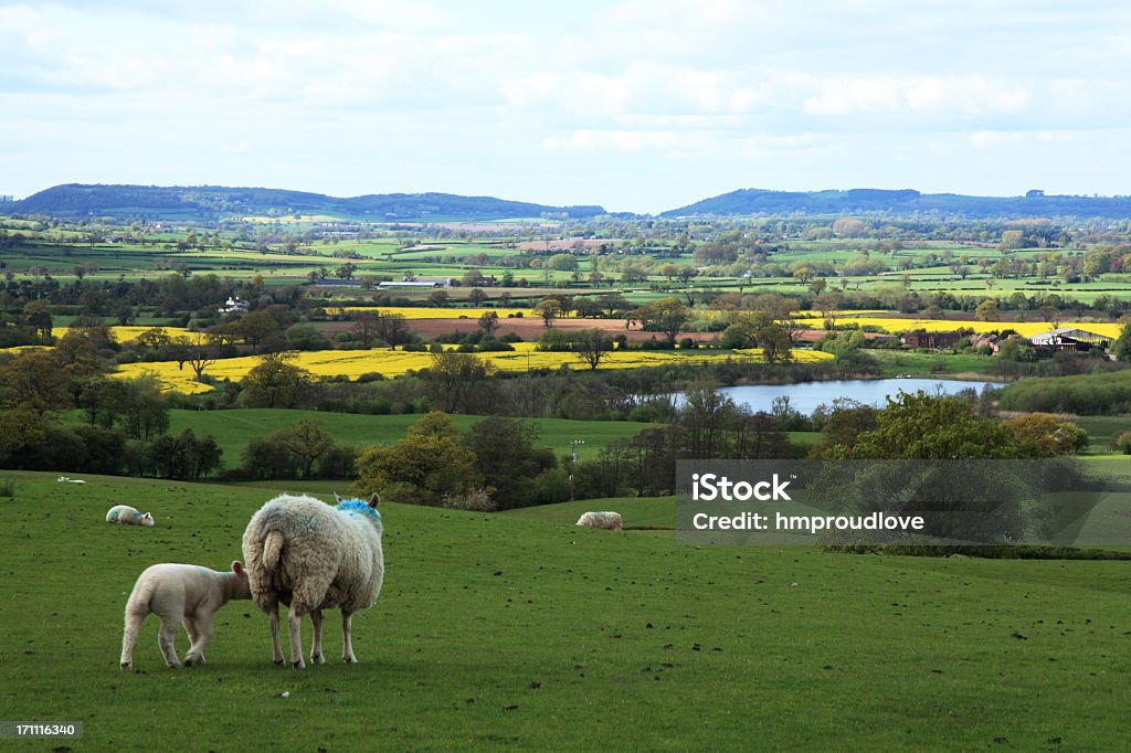 Paisagem em Mosaico - Foto de stock de Campo royalty-free