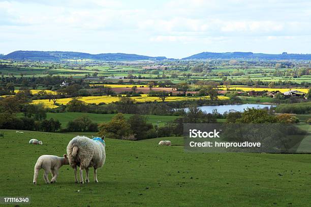 Foto de Paisagem Em Mosaico e mais fotos de stock de Campo - Campo, Ovelha - Mamífero ungulado, Agricultura