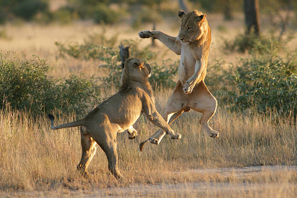 Two male African lions play, fight and roar in zoo, low angle view