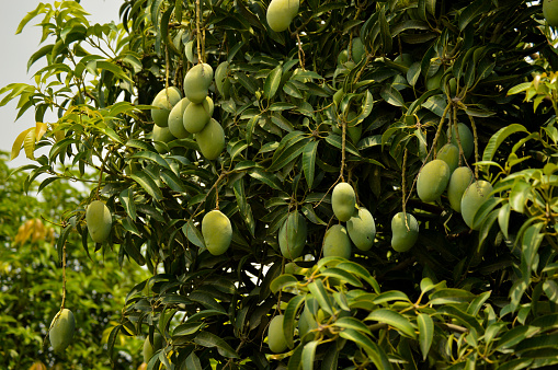 Fresh green mango on tree. Hanging green mangos. Bunch of Mango's. Mangos with tree. raw mango hanging on tree with leaf background in summer fruit