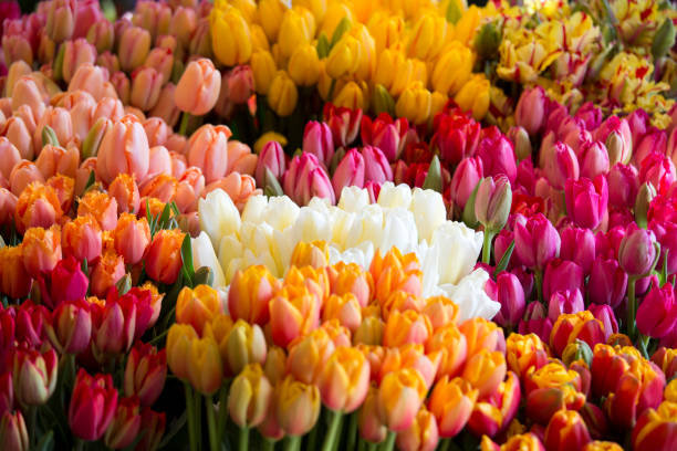 pike place mercato degli agricoltori di primavera tulipani - for sale industry farmers market market stall foto e immagini stock