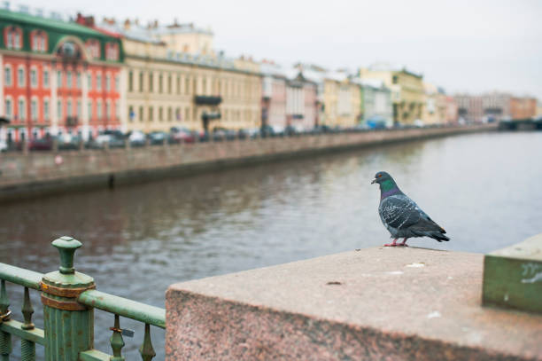 istock Pigeon, St Petersburg 171116723