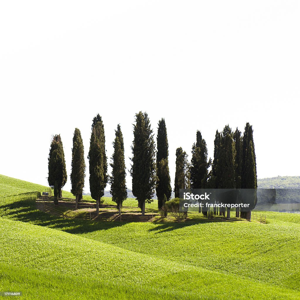 Cypress em Toscana Marco, isolado a branco - Royalty-free Cipreste Foto de stock