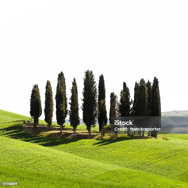 Cypress Em Toscana Marco Isolado A Branco - Fotografias de stock e mais imagens de Cipreste - Cipreste, Fundo Branco, Ao Ar Livre