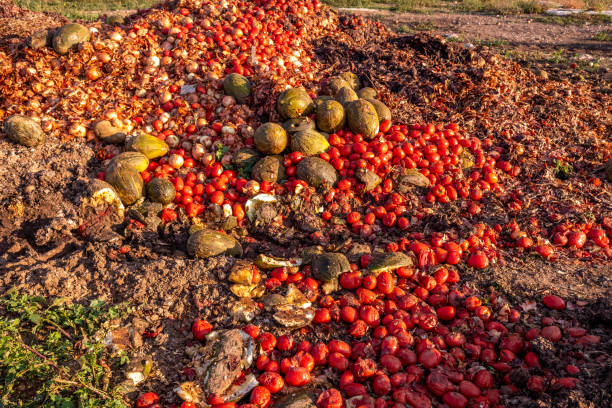 istock Vegetables thrown into a landfill, rotting outdoors. 1711168653