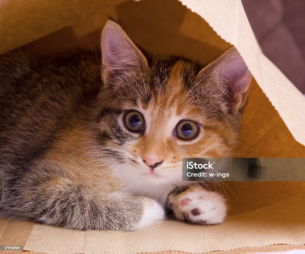 Chaton dans sac en papier - Photo de Chat domestique libre de droits