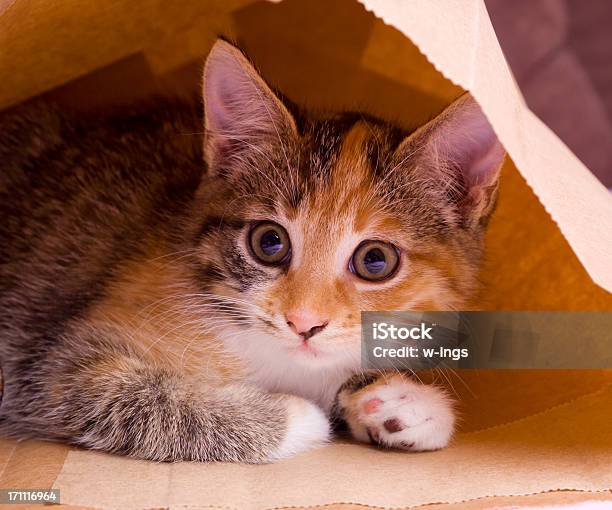 Filhote De Gato No Saco De Papel - Fotografias de stock e mais imagens de Esconder - Esconder, Gatinho, Gato domesticado