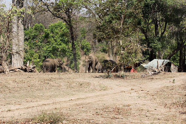 istock Asian Elephants in Bandhavgarh NP, India 171116985