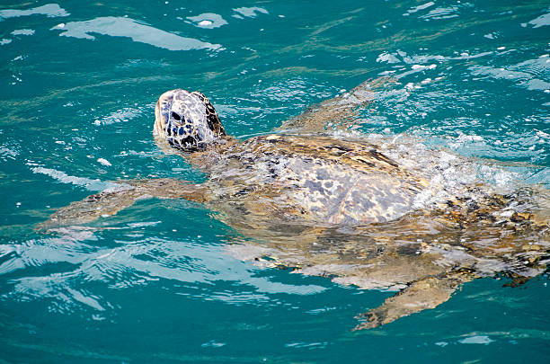 istock green sea turtle  Chelonia mydas 171116999