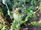 A Poppy seed head in an Autumn Garden