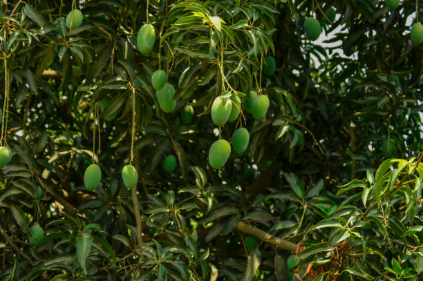 istock Fresh green mango on tree. Hanging green mangos. Bunch of Mango's. Mangos with tree. raw mango hanging on tree with leaf background in summer fruit 1711170841