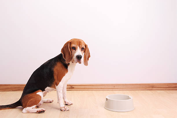 My bowl is empty Cute beagle dog waitning for his food.  She's next to her empty bowl.Some other images with this model: dog bowl photos stock pictures, royalty-free photos & images