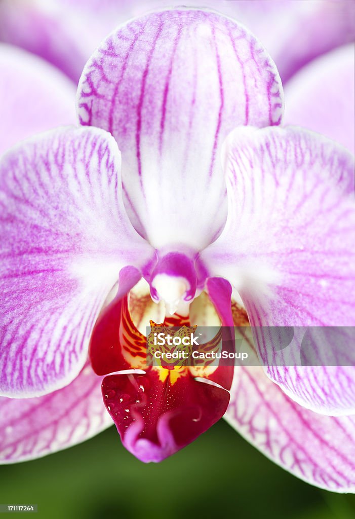Orchid - Lizenzfrei Besonderes Lebensereignis Stock-Foto